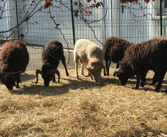 Réintroduction du mouton d'Ouessant
