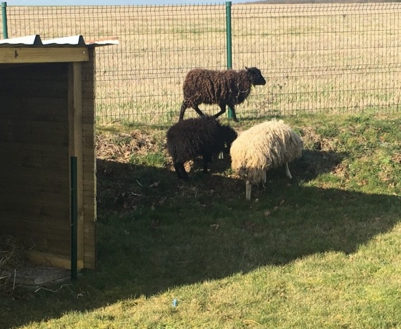 Réintroduction du mouton d'Ouessant