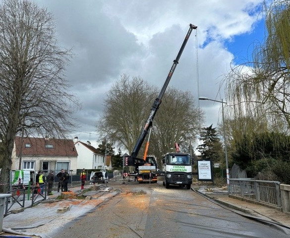 Abattage de platanes