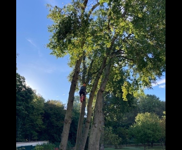 Chantier d'élagage