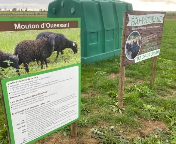 Installation de nos moutons chez ORANGE